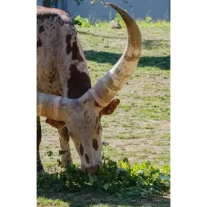 Ankole-Watusi cattle, sketchpad