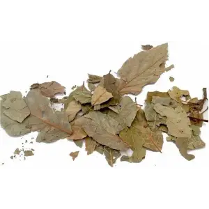 Avokado Yaprağı 50 Gr