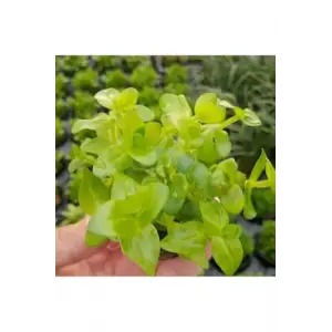 Bacopa Lanigera Saksı Canlı Bitki