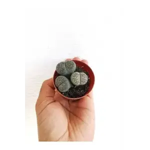 BTSTS6 Lithops Taş Kaktüs