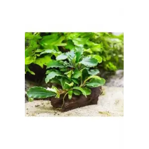 Bucephalandra Green Way Canlı Bitki, Saksılı