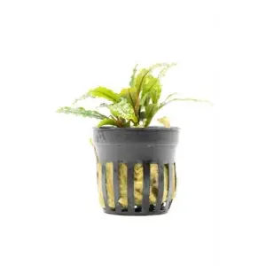 Bucephalandra Velvet saksılı canlı bitki