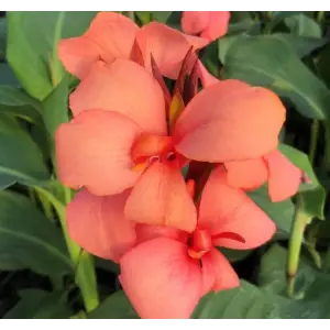 Canna - Tesbih Çiçeği - MANGO (1 Tohum)