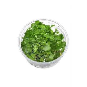 Cardamine Lyrata In Vitro Canlı Bitki
