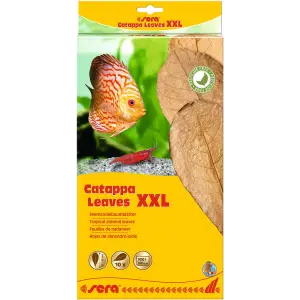 Catappa Yaprağı Xxl, 32 cm