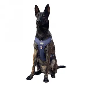 Cool Walk Premium Köpek Göğüs Tasması L