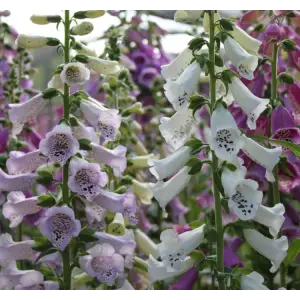 Digitalis Çiçeği Tohumu