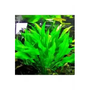 Echinodorus Bleheri Saksı Canlı Bitki