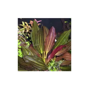 Echinodorus Red Rubin Saksı Canlı Bitki