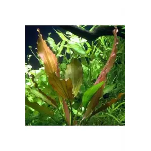 Echinodorus Rose In Vitro Canlı Bitki