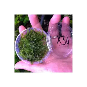 Erect Moss Kutu Canlı Bitki