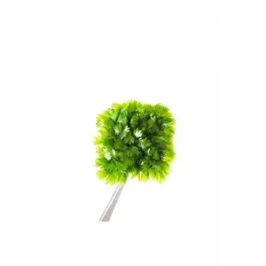 Fissidens Miroshaki Moss Cup Canlı Bitki