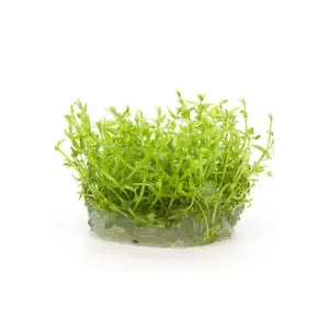 Gratiola Viscidula In Vitro Cup Canlı Bitki