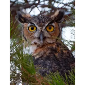 Great Horned Owl Journal