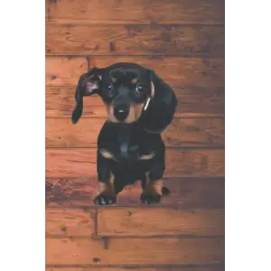 Independently published Fearless Doxie Journal