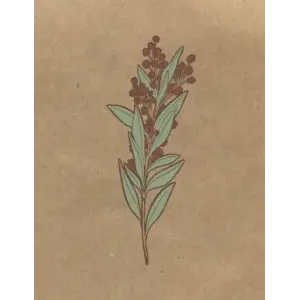 Independently published Materia Medica Herbalist Journal: A Personal Herb Tracking Notebook, Botanical Cover Design, DIY Botanical Directory for Herbal Studies, 105 8.5x11 pages