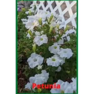 Independently published Petunia journal: White petunias