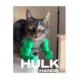 Kedi Hulk Kolu