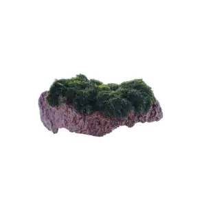 Marimo Moss Rock Canlı Bitki
