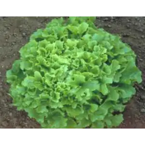 Marul Arapsaçı Tohumu - Aksel 10 g