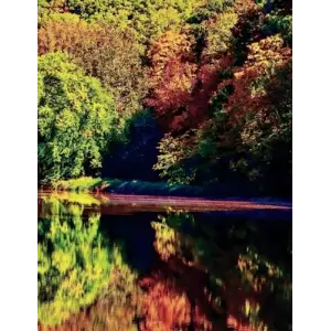 Nature Daily Journal