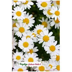 Papatya Çiçeği Tohumu