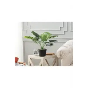 Plaquela Saksılı Bitki