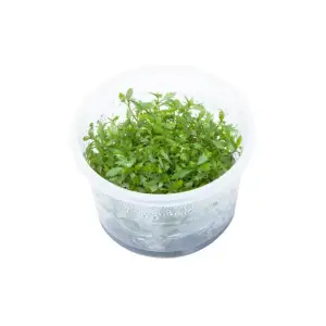 Proserpinaca Palustris Cuba In Vitro Cup Canlı Bitki