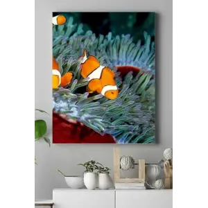 (pster15141) Balık Hayvan Kanvas Tablo 50 x 70