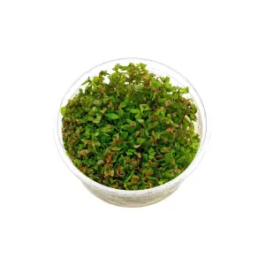 Rotala Macrandra Canlı Bitki, In Vitro 200 cc