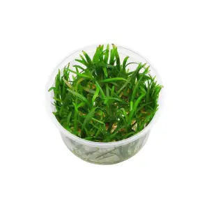 Sagittaria Subulata In Vitro Canlı Bitki
