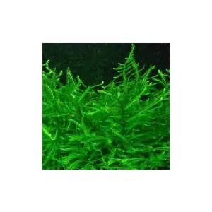 Vesicularia Dubyana Java Moss 10x10 cm Canlı Bitki