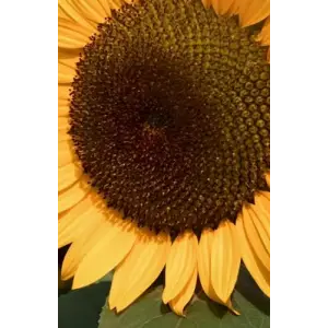 Yellow sunflower, sketchpad