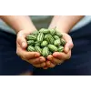 10 Adet Cüce Cucamelon (Salatalık) Tohumu