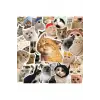 100Li Çılgın Kedi Sticker Set Laptop Notebook Tablet Sticker Seti