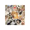 100Li Çılgın Kedi Sticker Set Laptop Notebook Tablet Sticker Seti