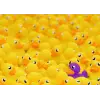 1000p Puzzle Plastik Ördekler