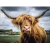 132737 300 Parçalı Puzzle Highland Cattle