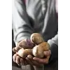 16285 Patates Presi