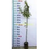 3 Yaş Aşılı Roxana Kayısısı