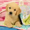 3x49 Parça Puzzle Puppies Renkli 3+