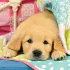 3x49 Parça Puzzle Puppies Renkli 3+