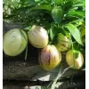 4 Adet Pepino Fidanı, Torbada Dallı