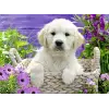 500 Parça Golden Retriever Yapboz