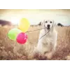 500pc Puzzle Balon Partisi