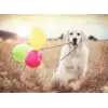 500pc Puzzle Balon Partisi