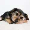 Ağaç Dalı Şeklinde Köpek Oyuncağı, Medium