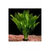 Akvaryum Bitkileri Echinodorus Amazonicus b043 Saksılı Canlı Bitki