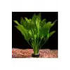 Akvaryum Bitkileri Echinodorus Amazonicus b043 Saksılı Canlı Bitki