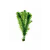 Akvaryum Bitkisi Elodea Densa, 5 Dal, Dev Boy, Xxl, Yeşil